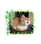小豆くんだよ（個別スタンプ：12）