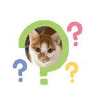 小豆くんだよ（個別スタンプ：15）