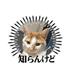 小豆くんだよ（個別スタンプ：18）