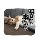 小豆くんだよ（個別スタンプ：19）