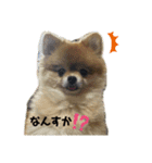 まめうにぽちゃ（個別スタンプ：2）
