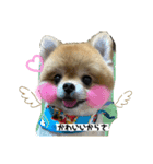 まめうにぽちゃ（個別スタンプ：6）