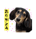 アニマルホープ スタンプ②（個別スタンプ：28）