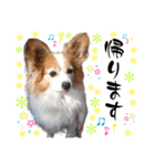 アニマルホープ スタンプ②（個別スタンプ：33）
