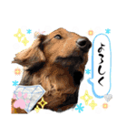 アニマルホープ スタンプ②（個別スタンプ：36）
