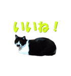 木更津猫チョビすけ_05（個別スタンプ：1）