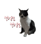 木更津猫チョビすけ_05（個別スタンプ：2）