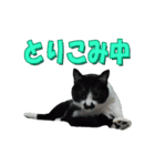 木更津猫チョビすけ_05（個別スタンプ：4）
