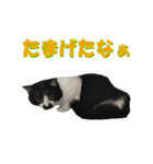 木更津猫チョビすけ_05（個別スタンプ：5）