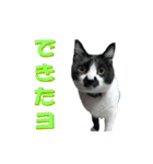 木更津猫チョビすけ_05（個別スタンプ：6）