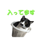 木更津猫チョビすけ_05（個別スタンプ：7）