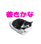 木更津猫チョビすけ_05（個別スタンプ：8）