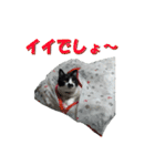 木更津猫チョビすけ_05（個別スタンプ：10）