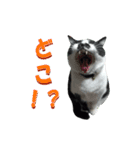 木更津猫チョビすけ_05（個別スタンプ：11）