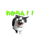 木更津猫チョビすけ_05（個別スタンプ：12）