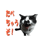 木更津猫チョビすけ_05（個別スタンプ：13）