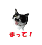 木更津猫チョビすけ_05（個別スタンプ：14）