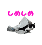 木更津猫チョビすけ_05（個別スタンプ：16）