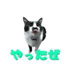 木更津猫チョビすけ_05（個別スタンプ：17）