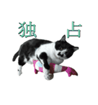 木更津猫チョビすけ_05（個別スタンプ：18）