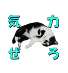 木更津猫チョビすけ_05（個別スタンプ：21）
