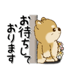 柴犬・ちゃちゃ丸39『敬語』（個別スタンプ：38）