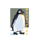 ペンギンのつぶやき4（個別スタンプ：2）