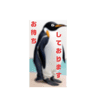 ペンギンのつぶやき4（個別スタンプ：4）