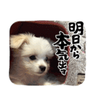 モコ no1（個別スタンプ：11）