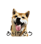 柴犬スマさん（個別スタンプ：1）