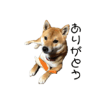 柴犬スマさん（個別スタンプ：2）