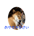 柴犬スマさん（個別スタンプ：3）