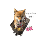 柴犬スマさん（個別スタンプ：4）