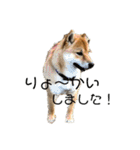 柴犬スマさん（個別スタンプ：5）