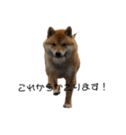 柴犬スマさん（個別スタンプ：6）