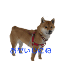 柴犬スマさん（個別スタンプ：7）