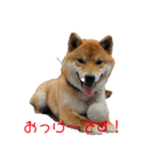 柴犬スマさん（個別スタンプ：8）