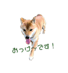 柴犬スマさん（個別スタンプ：9）