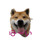 柴犬スマさん（個別スタンプ：11）