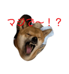 柴犬スマさん（個別スタンプ：13）