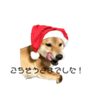 柴犬スマさん（個別スタンプ：14）