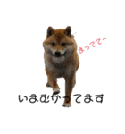 柴犬スマさん（個別スタンプ：15）