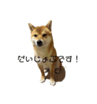柴犬スマさん（個別スタンプ：16）