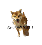 柴犬スマさん（個別スタンプ：17）