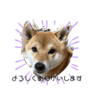 柴犬スマさん（個別スタンプ：18）