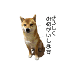 柴犬スマさん（個別スタンプ：19）