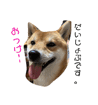 柴犬スマさん（個別スタンプ：21）