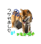 柴犬スマさん（個別スタンプ：22）
