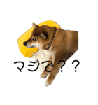 柴犬スマさん（個別スタンプ：23）