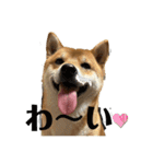 柴犬スマさん（個別スタンプ：24）